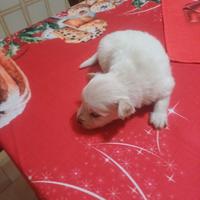Vento cane