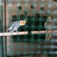 Coppia di calopsite pappagalli