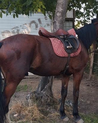 Cavallo di 4 anni Trotter
