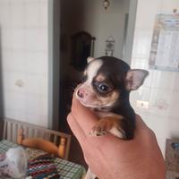 Cuccioli di chihuhua