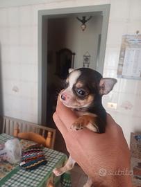 Cuccioli di chihuhua