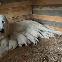 Cuccioli di Pastore Maremmano Abruzzese