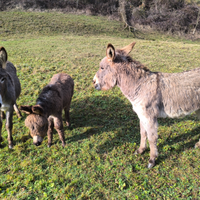 Asinelli, famiglia di Asinelli