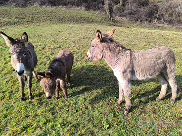 Asinelli, famiglia di Asinelli