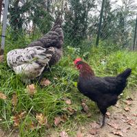 Marans betulla rosso