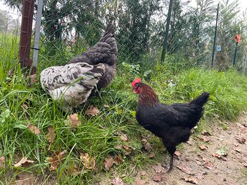 Marans betulla rosso