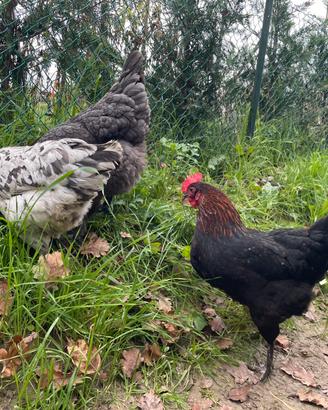 Marans betulla rosso