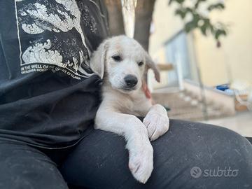 Dido cucciolo socievole taglia contenuta 3 mesi