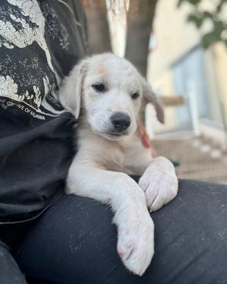 Dido cucciolo socievole taglia contenuta 3 mesi