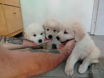 Cuccioli di Maremmano