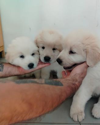 Cuccioli di Maremmano
