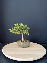 Olmo cinese bonsai