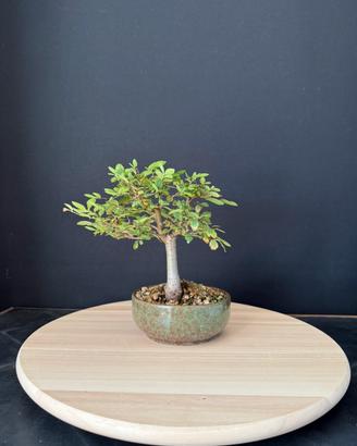 Olmo cinese bonsai