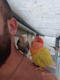 Inseparabili