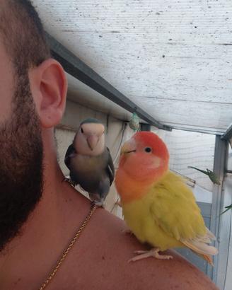 Inseparabili