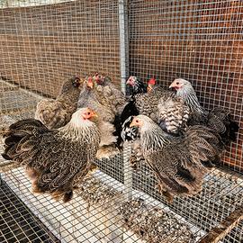 Galline cocincina nana varie colorazioni