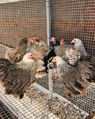 Galline cocincina nana varie colorazioni