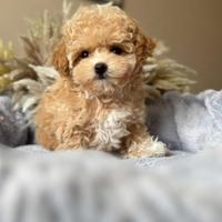 Maltipoo Albicocca riccio