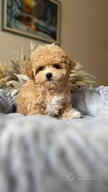 Maltipoo Albicocca riccio