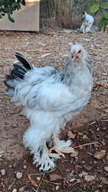 Galletti gallina Brahama Columbia