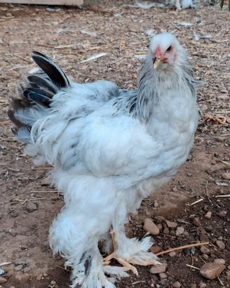 Galletti gallina Brahama Columbia