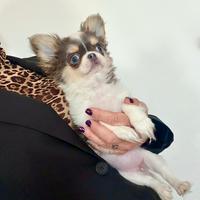 Chihuahua femmina pezzata