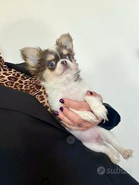 Chihuahua femmina pezzata