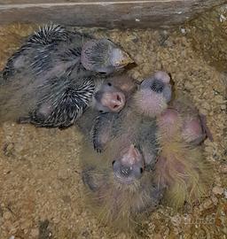 Pulli di calopsite da imbecco subito disponibili