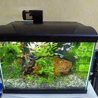 acquario 50 litri completo di pesci e piante 