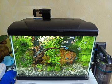 acquario 50 litri completo di pesci e piante 