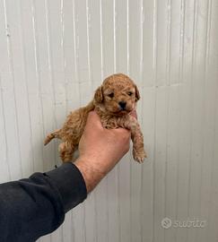 Barboncino mini toy albicocca maschietto