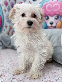 Maltipoo toy romeo