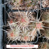 cactus Echinoceres brandegeei