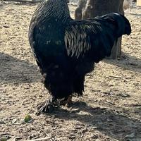 Gallo Brahma