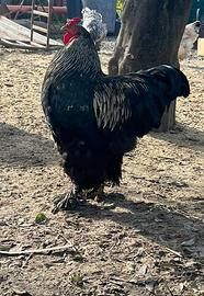 Gallo Brahma
