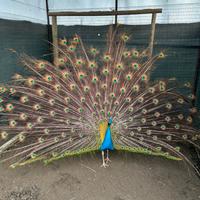 Pavoni tipologia Nigripennis (coppia)