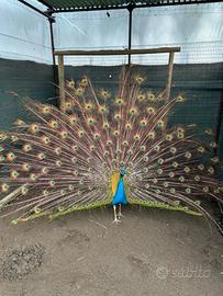 Pavoni tipologia Nigripennis (coppia)