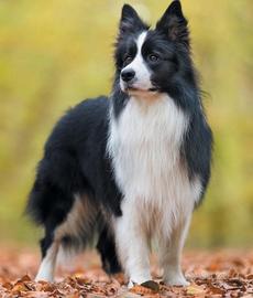 Border Collie