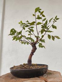 piccolo bonsai