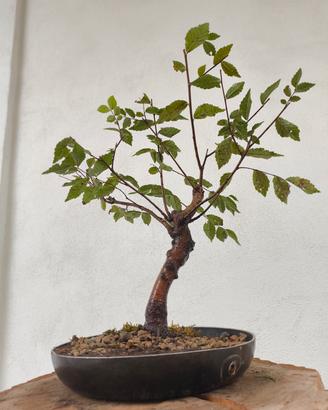 piccolo bonsai