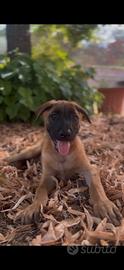 Pastore belga malinois