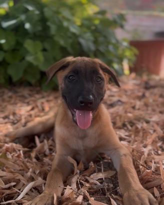 Pastore belga malinois