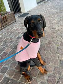 Dobermann 4 mesi