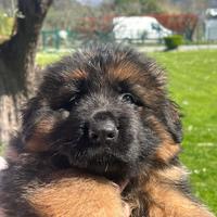 Pastore tedesco a pelo lungo