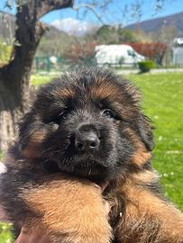 Pastore tedesco a pelo lungo