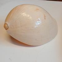 conchiglia di melone