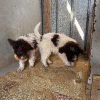 Cuccioli Lagotto romagnolo