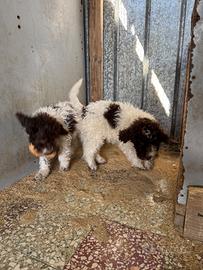 Cuccioli Lagotto romagnolo