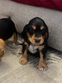 Cuccioli di cocker spaniel con Pedigree Enci