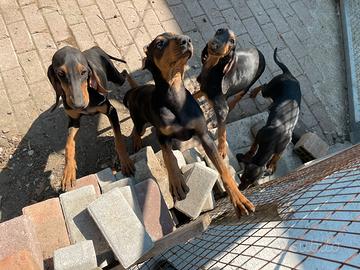 Segugi italiani a pelo raso